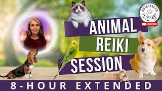 8-Hour Animal Reiki Session | Calm and Healing for Your Pets 