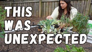 Planting My Fall Garden & Life Update | VLOG