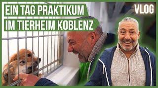 Ich mache Praktikum im Tierheim Koblenz!  Tierschutzhunde, Katzen uvm. #Vlog