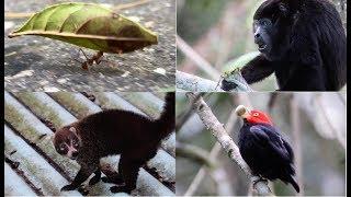 Animals of Panama!