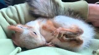 Чип играл и уснул #fun #youtubeshorts #squirrel #happy #cute #youtube #fun