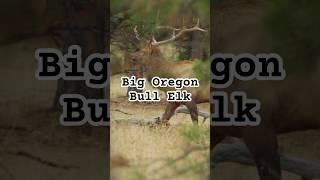 Fischer Abrams passes up a big Oregon 6x6 bull. #bergararifles #burrisoptics #hunting #elkhunt