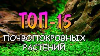 ТОП 15 ПОЧВОПОКРОВОК