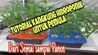 Tutorial Kangkung Hidroponik Pemula Dari Semai Sampai Panen #hidroponik  #kangkunghidroponik