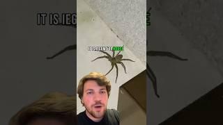 Big spider in Japan