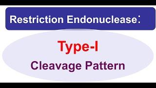 Type -I Restirction enodnucleases: Restriction pattern