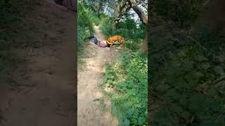 real tiger attack on jungle #shorts