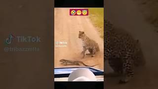 #lion #lionfight #lionlover #lizard #lizards #lizardlife #lion vs lizard fight scene
