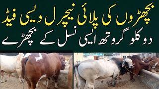 bachra farming business ideas 2025/ bachra farming business plan for qurbani/