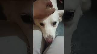 #dog #shortvideo #doglove #viral 