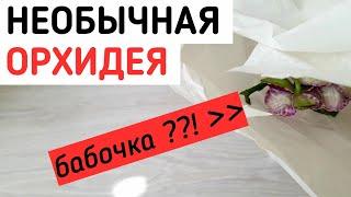 НЕОБЫЧНАЯ орхидея, бабочка??! | orchid phalaenopsis орхидеи фаленопсис дикий кот wild cat