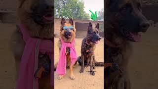 Kya Samjhe ??  CID dog | Akash comedy #shorts #dog #viral