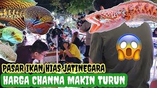 Mantap !!! Harga Channa Auranti dan Andrao Murah lagi di Pasar Ikan Hias Jatinegara