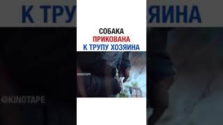 Собака прикована к трупу хозяина