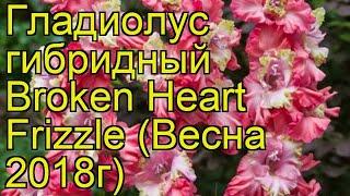 Гладиолус гибридный. Краткий обзор, описание характеристик, где купить луковицы