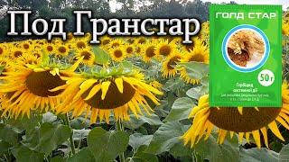 "Выращиваем подсолнух под Гранстар (Экспресс)" / Устойчив к заразихе 7рас / от Посева до Уборки