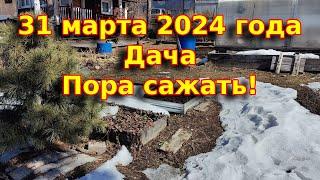 31 марта 2024 года. Дача, первые посадки и работы на участке