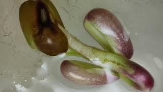 Germination of Bean