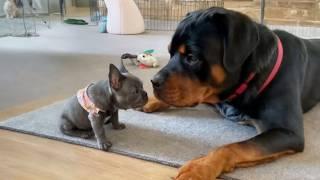 This Rottweiler’s Reaction to a Tiny Puppy Will Melt Your Heart