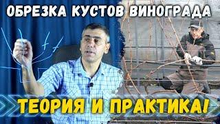 Обрезка и формировка кустов винограда