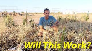 Planting Pasture in August....in AZ? | Free Mulch?