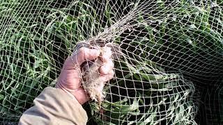 Ловля перепела(бедана) часть 2. Catching quail(bedana) part 2