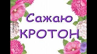 КРОТОН:укоренила и сажаю черенок (Кодиеум)