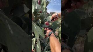 Unlocking nature's desert treat: How to prepare a cactus fruit  #Tutorial. #cactusfruit #italy