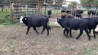 S & P Grams family Trust, Angus cross steers 249kg, 19/1/24