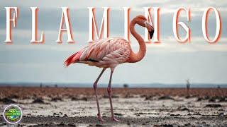 What Happens If Flamingos DISAPPEAR In 2025?