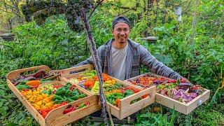 We are harvesting all 34 colourful peppers and what we made with them