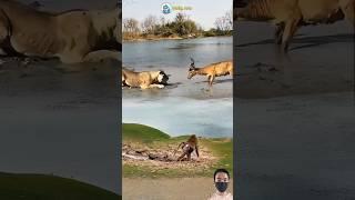 Wow!! fierce fight between deer, lion and monkey #animals #shorts