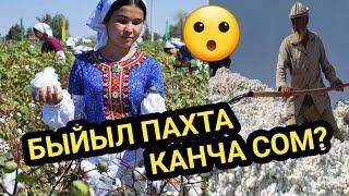 ПАХТАНЫН баасы КАЧАН чечилет?