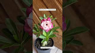 Rare New Variety Of Adenium Plant Online Shopping 🪴 #adenium #plants #gardening