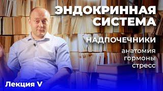 Эндокринная система. Лекция 5. Надпочечники. Кортизол. Стресс.