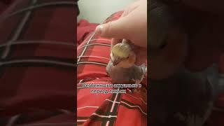 Попугай корелла #animal #bird #cute #parrot #singing #song #pet