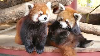 The Red Panda couple like to rest in the sunlightz