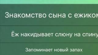 Знакомство сына с ежиком))) ёж накидывает слюну на спину, запоминает новый запах.