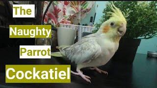 The Naughty Parrot Cockatiel || Mochi - Blog. 5