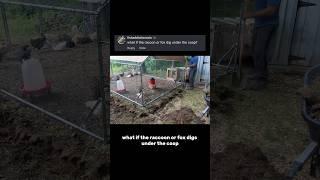 What if a raccoon DIGS UNDER into my coup?