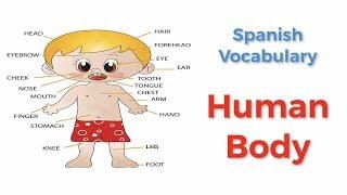  How to call human body parts in Spanish?  Spanish Vocabulary  Learn Spanish Language