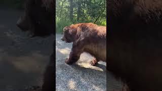 Giant Bear Casually Walks Past Tourists in Alaska's Katmai National Park