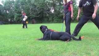 Eico Nivanus - obedience & protection work