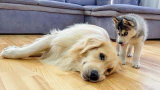 What Does a Husky Puppy Do When It Finds a Sad Golden Retriever!