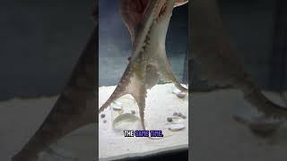 Lucy the octopus is a little mad I’ve been gone for so long