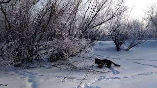 Теленок отказывается пить молоко. Морозная сказка. Жизнь за городом.