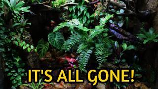 Why I'm Dismantling My Biggest Vivarium After 4 Years - Vivarium Rebirth Part 1