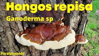 Hongos de la madera - género Ganoderma