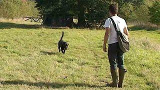 Gundog training: Heel and Recall