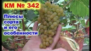 Обзор сорта винограда КМ 342